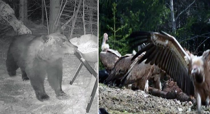 Prelijepi VIDEO snimci iz Sandžaka: Uspjeh hranilišta za bjeloglavog supa i mrkog medvjeda